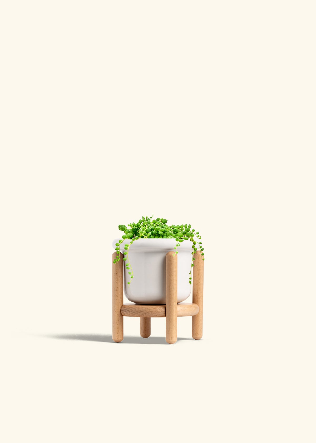 String of Pearls Succulent in a 4 inches Fat Lip White Planter in a Beech Wood Stand