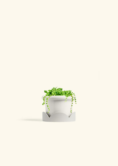 String of Pearls Succulent in a 4 inches Fat Lip White Planter in a Oat Petal Drip Tray