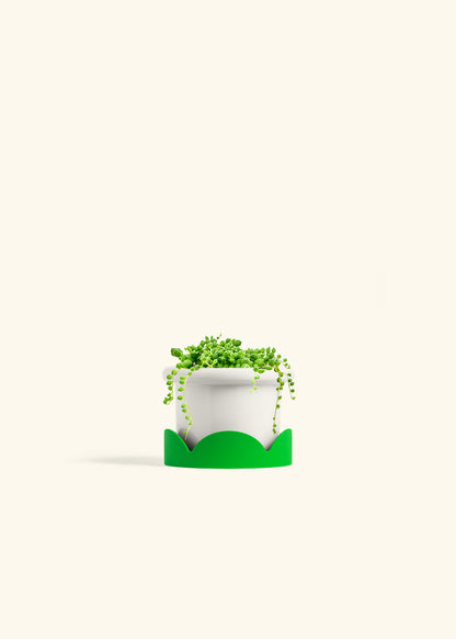 String of Pearls Succulent in a 4 inches Fat Lip White Planter in a Shamrock Petal Drip Tray