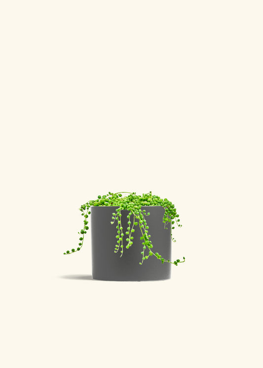 String of Pearls in a 6 inches Charcoal Classic Cylinder Planter 