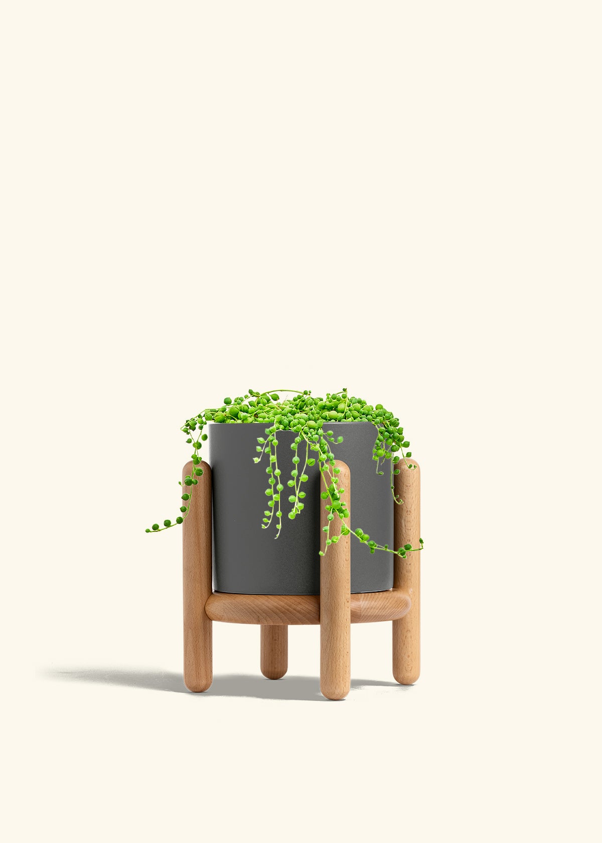 String of Pearls in a 6 inches Charcoal Classic Cylinder Planter in a Beech Wood Stand