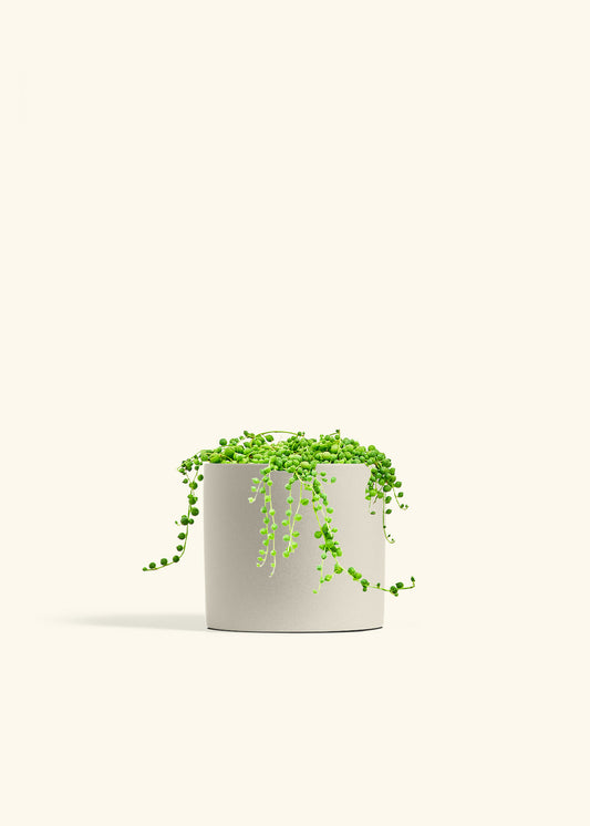 String of Pearls in a 6 inches Oat Classic Cylinder Planter 