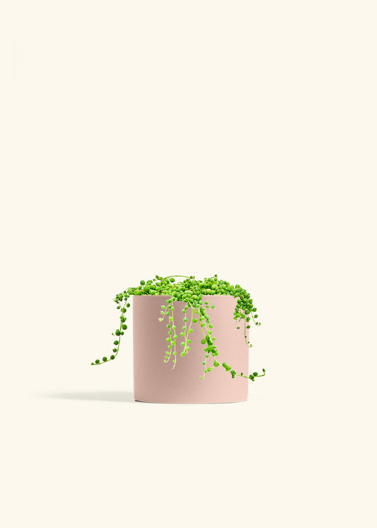 String of Pearls in a 6 inches Pink Classic Cylinder Planter 