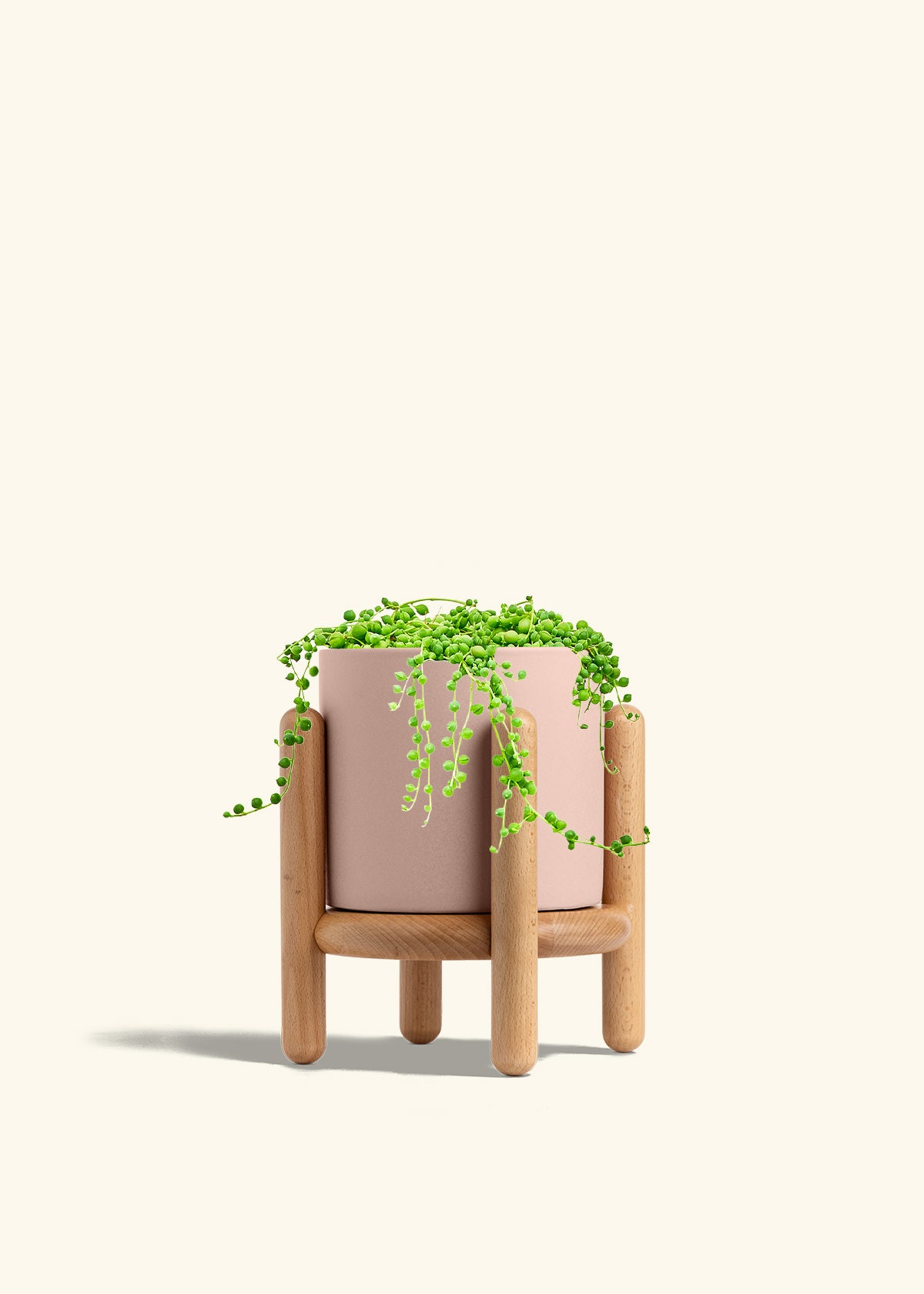 String of Pearls in a 6 inches Pink Classic Cylinder Planter in a Beech Wood Stand