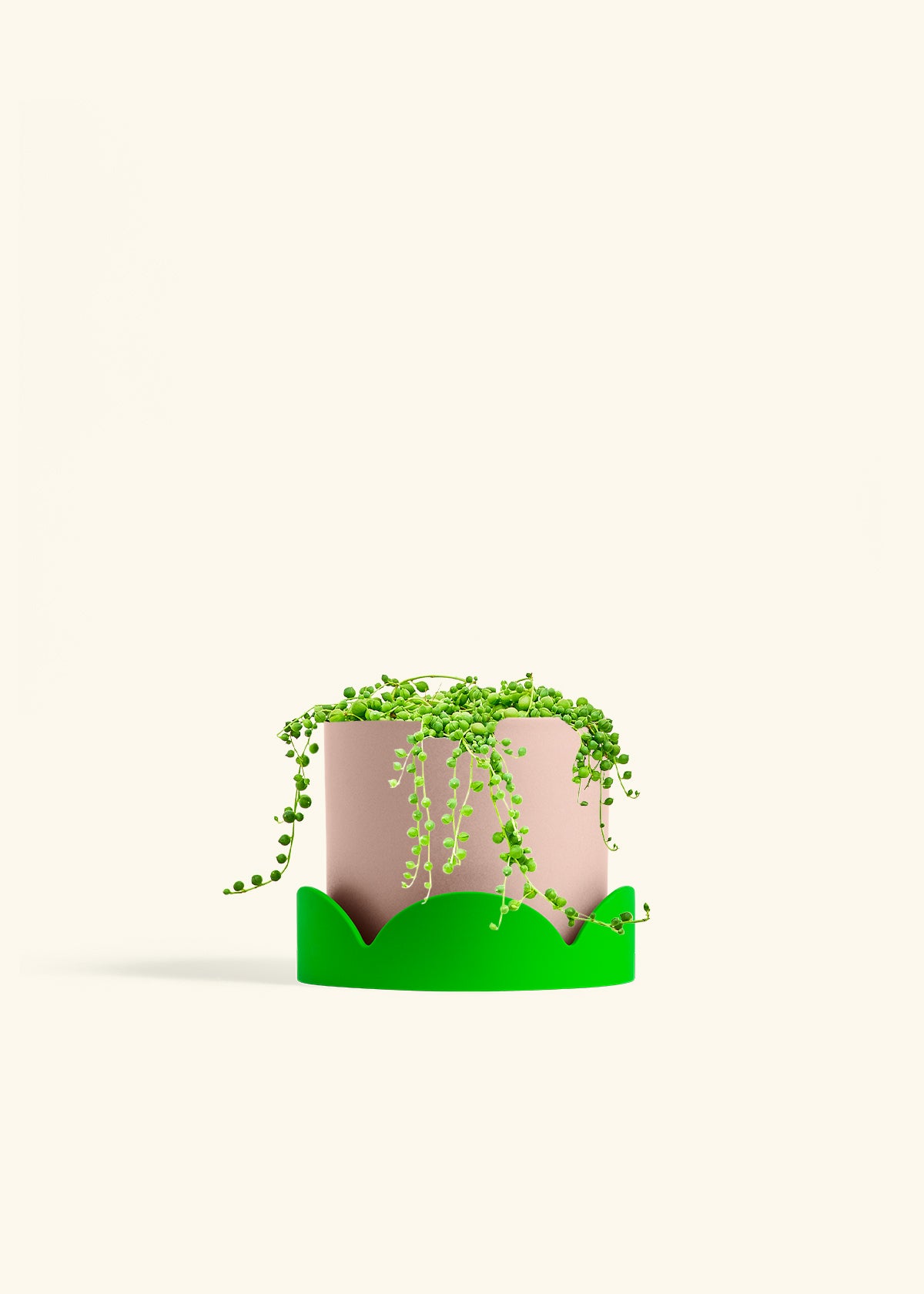 String of Pearls in a 6 inches Pink Classic Cylinder Planter in a Shamrock Petal Drip Tray