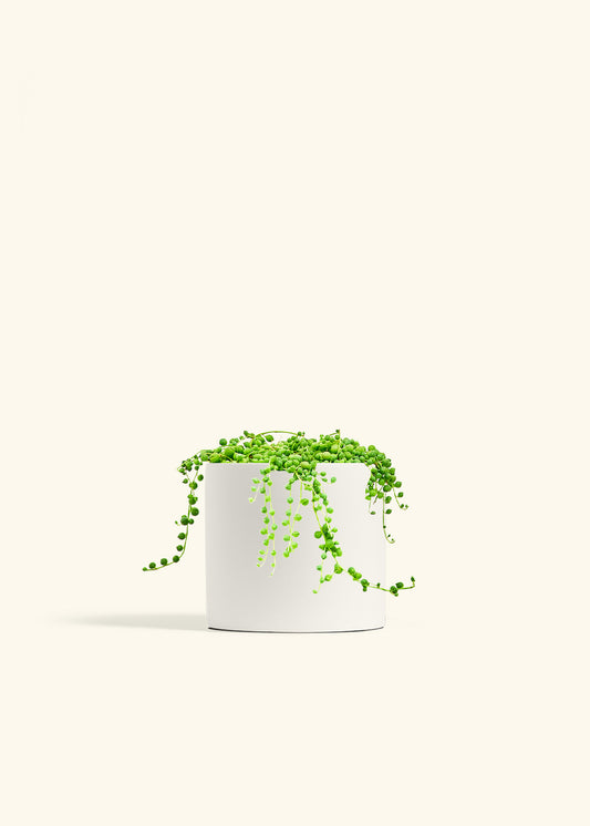 String of Pearls in a 6 inches White Classic Cylinder Planter 