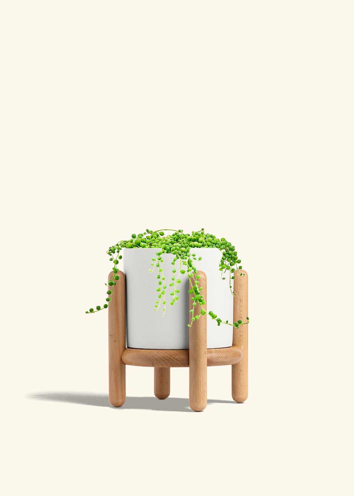 String of Pearls in a 6 inches White Classic Cylinder Planter in a Beech Wood Stand