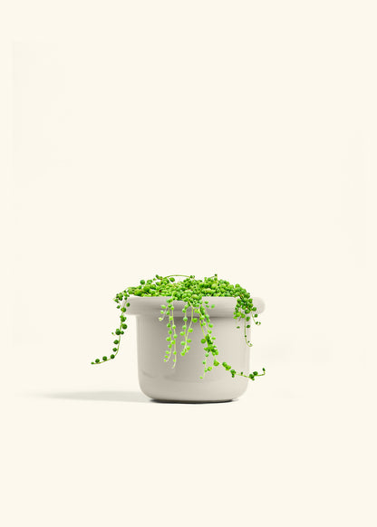 String of Pearls in a 6 inches Fat Lip Oat Planter 