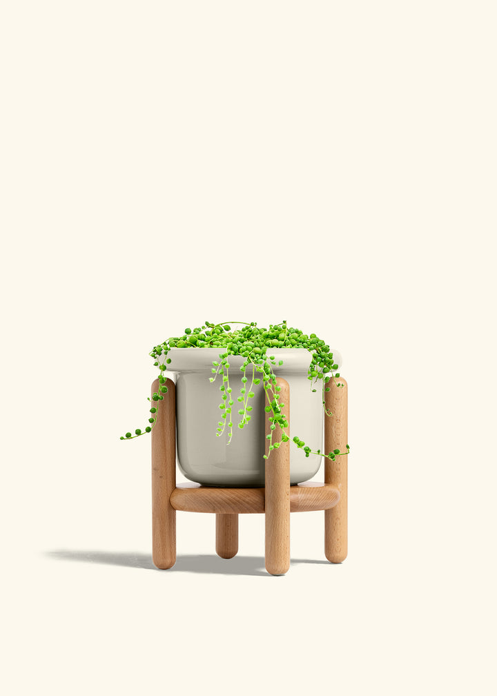 String of Pearls in a 6 inches Fat Lip Oat Planter in a Beech Wood Stand