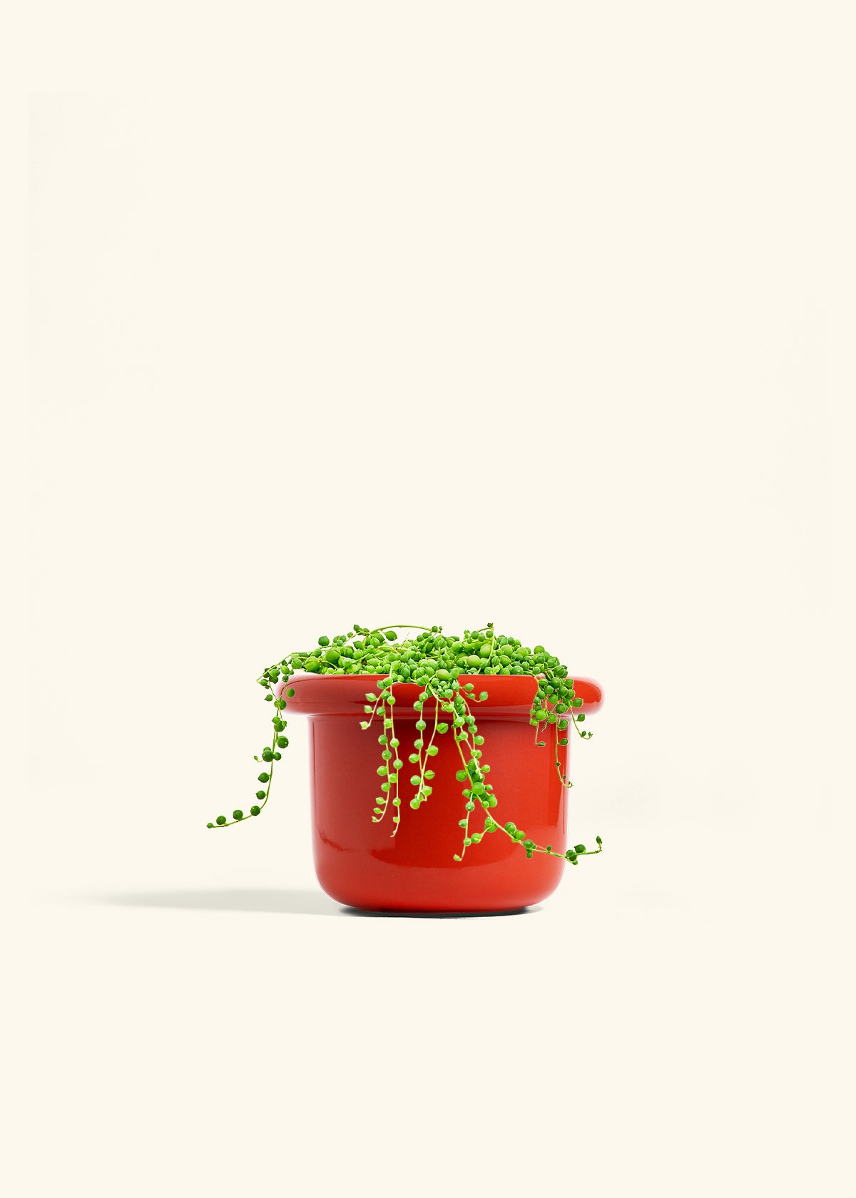 fully rooted string of pearls plant in terracotta pot String of Pearls – Hey Rooted