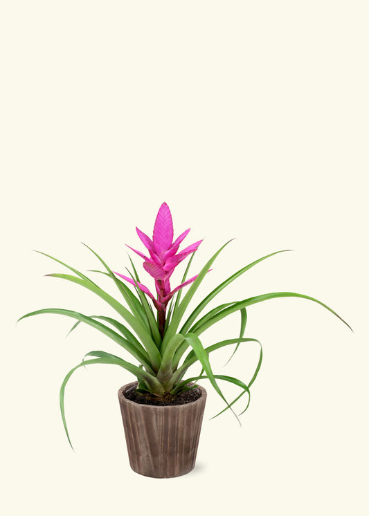 Pink Bromeliad in 5 inch a brown wilson wood grow pot.