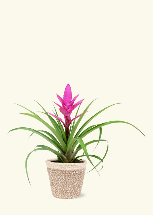 Pink Bromeliad in 5 inch a cream ivo jute grow pot.