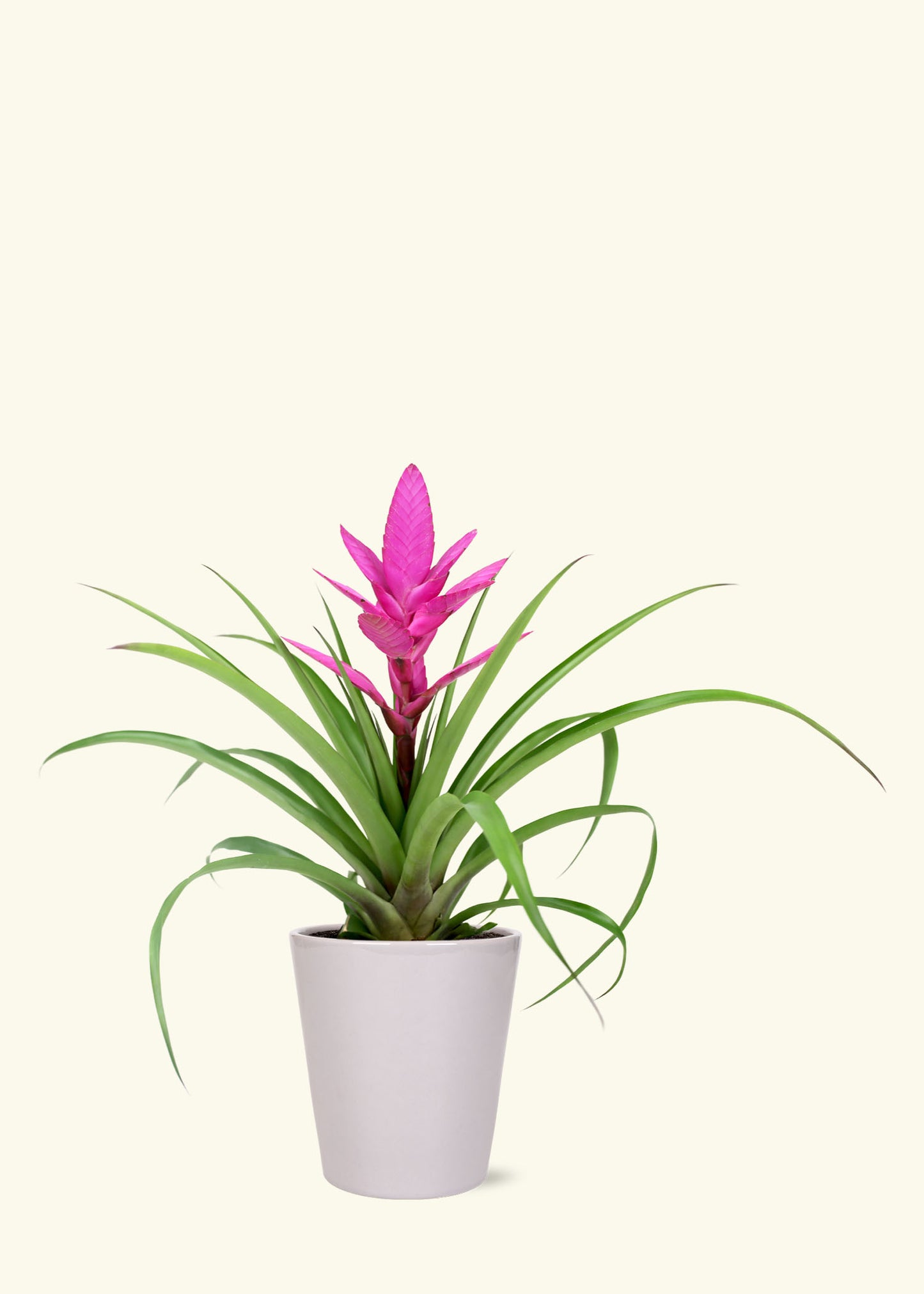 Pink Bromeliad in 5 inch a grey quinn ceramic grow pot.