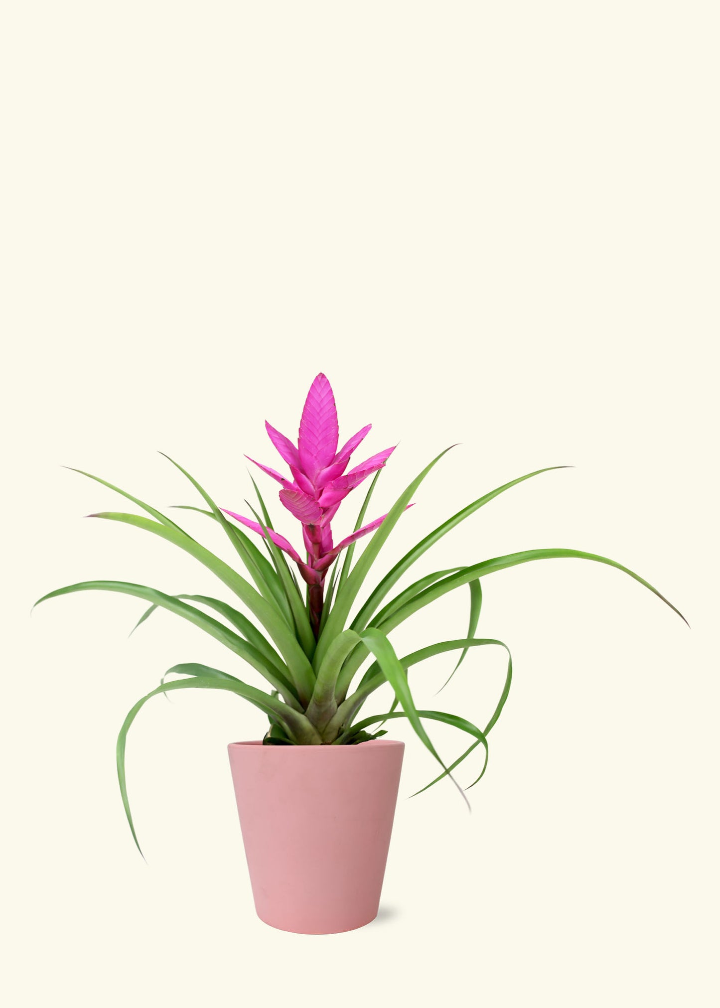 Pink Bromeliad in 5 inch a pink jane matte ceramic grow pot.