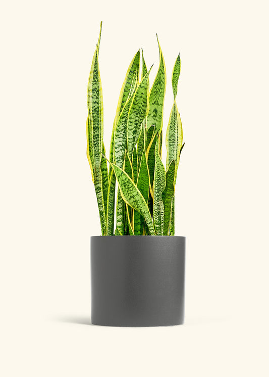 Snake Plant Laurentii in a 10 inches Charcoal Classic Cylinder Planter in a Shamrock Petal Drip Tray