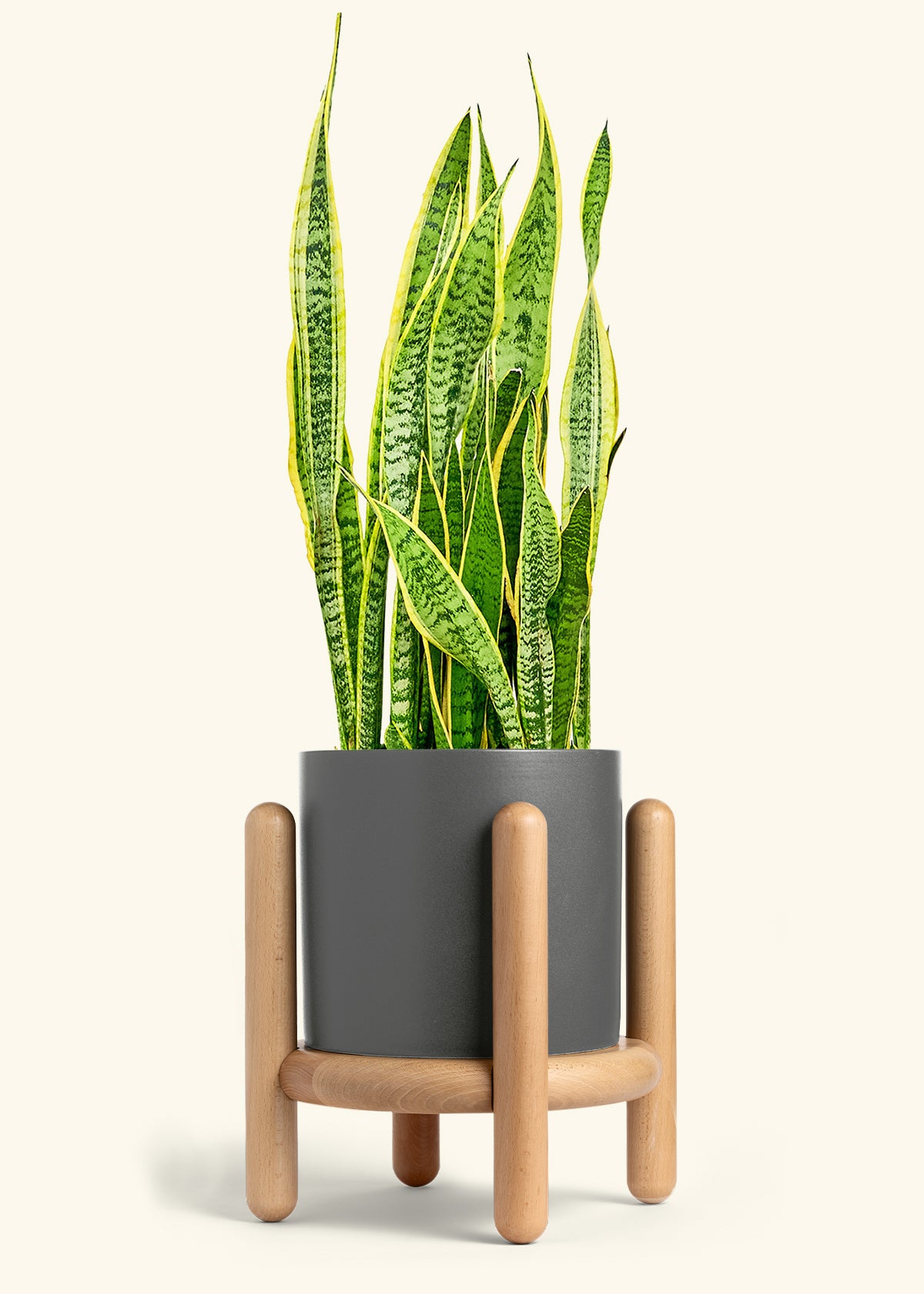 Snake Plant Laurentii in a 10 inches Charcoal Classic Cylinder Planter in a Beech Wood Stand