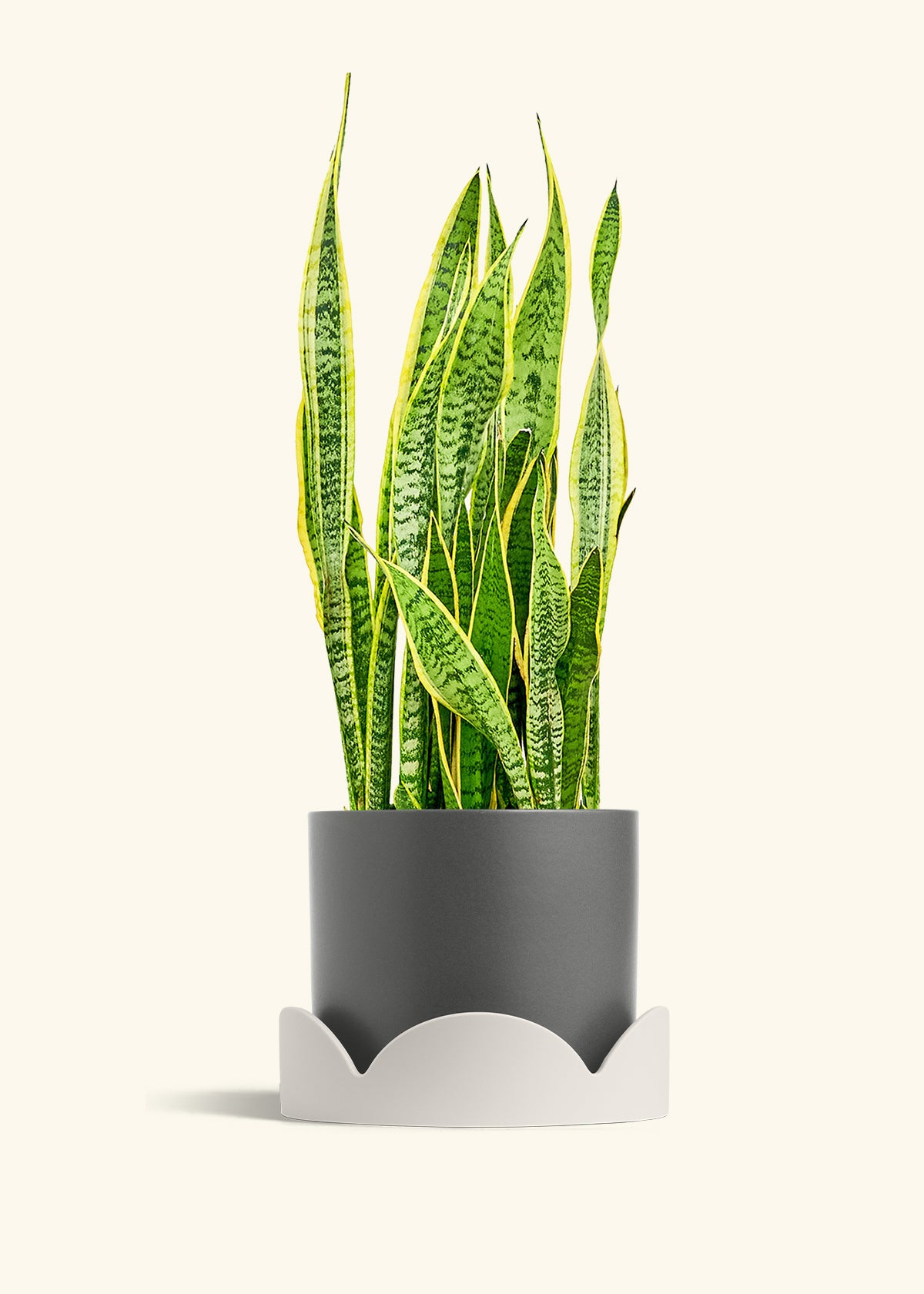Snake Plant Laurentii in a 10 inches Charcoal Classic Cylinder Planter 