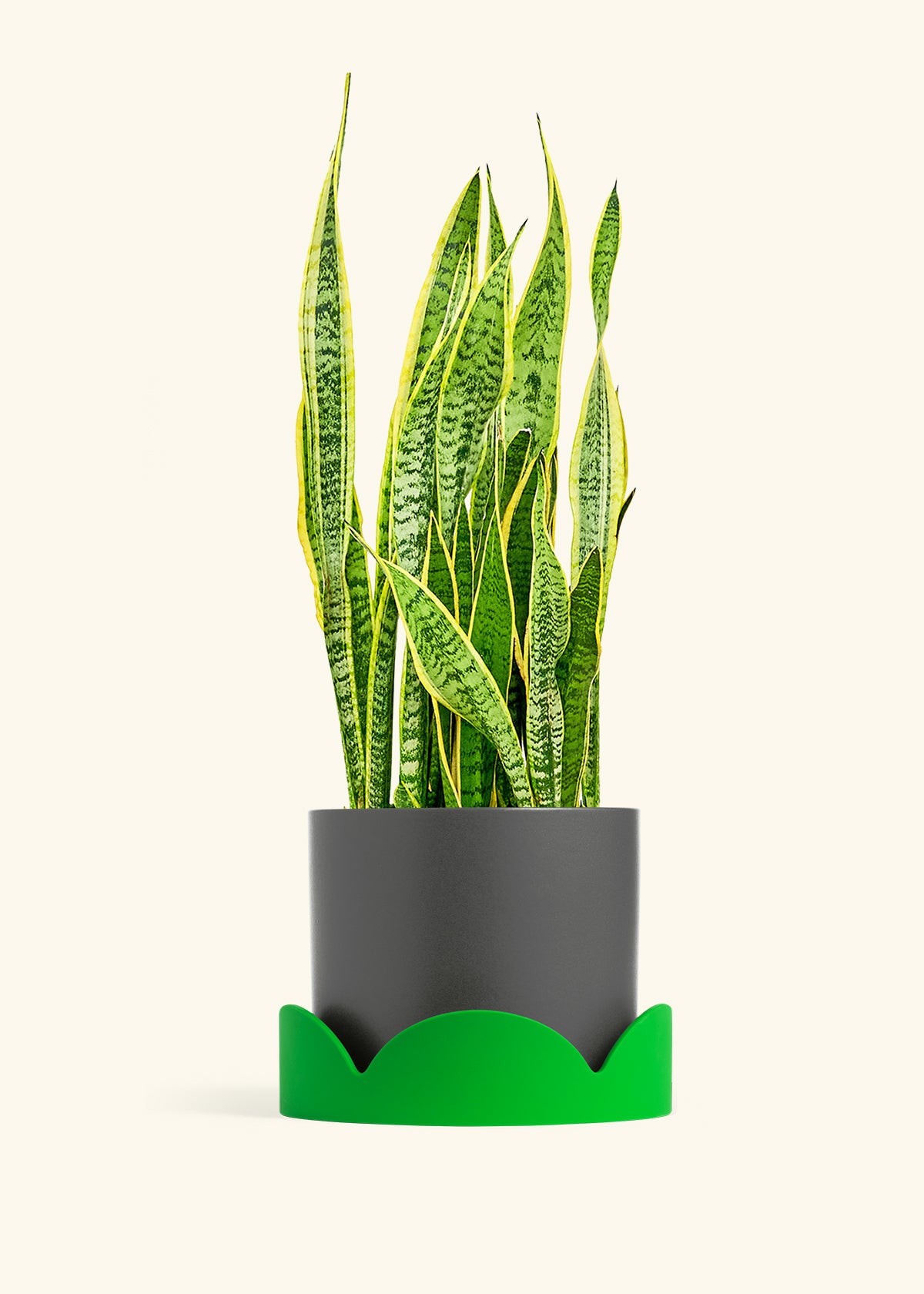 Snake Plant Laurentii in a 10 inches Charcoal Classic Cylinder Planter in a Oat Petal Drip Tray