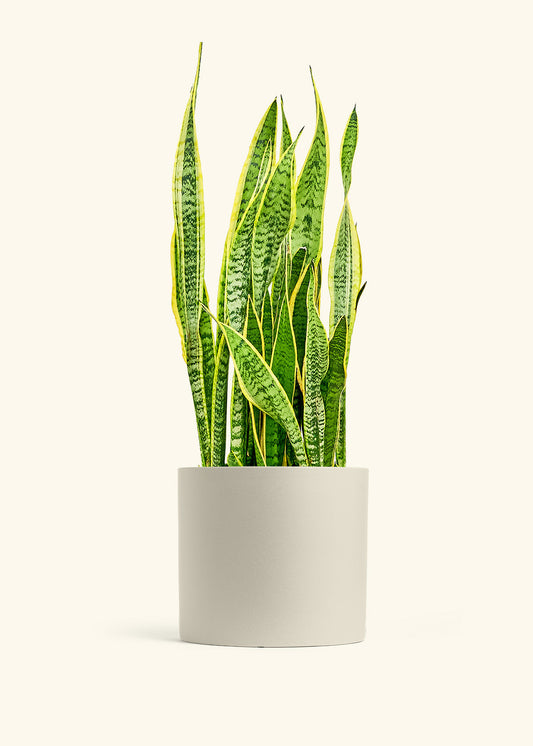 Snake Plant Laurentii in a 10 inches Oat Classic Cylinder Planter 