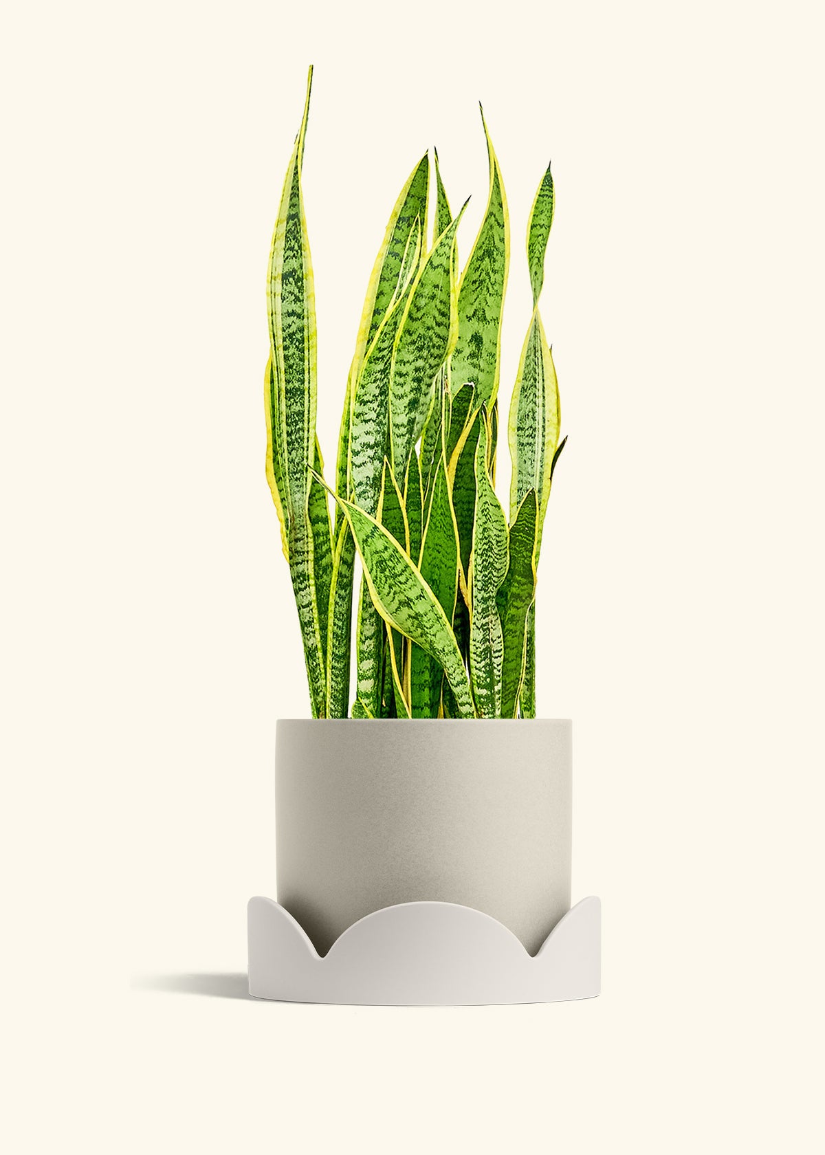 Snake Plant Laurentii in a 10 inches Oat Classic Cylinder Planter in a Oat Petal Drip Tray