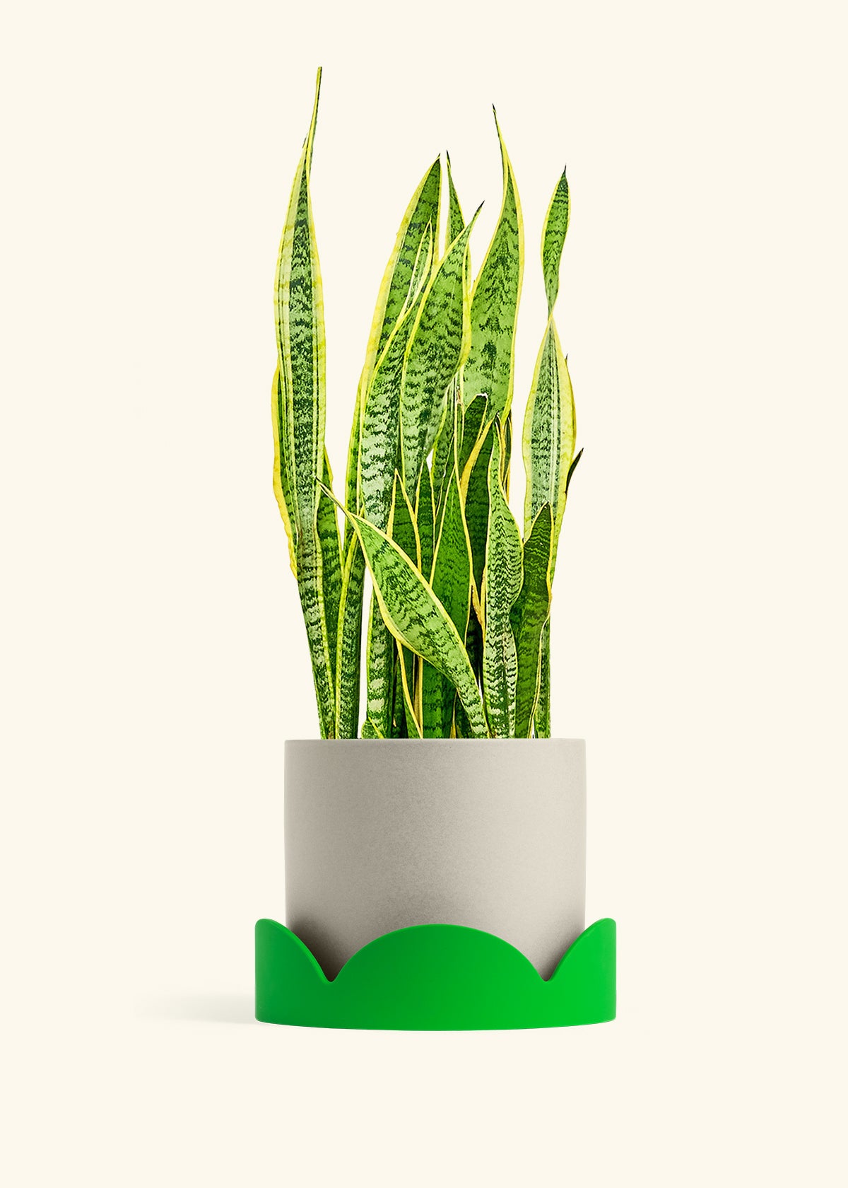 Snake Plant Laurentii in a 10 inches Oat Classic Cylinder Planter in a Shamrock Petal Drip Tray