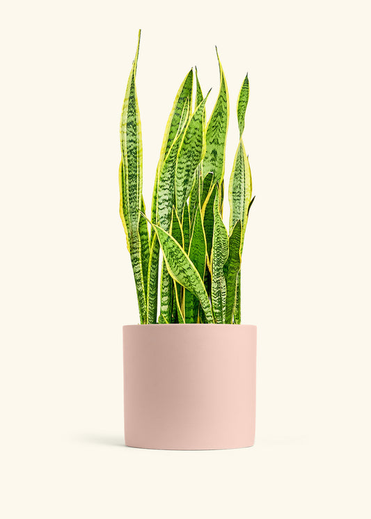 Snake Plant Laurentii in a 10 inches Pink Classic Cylinder Planter 
