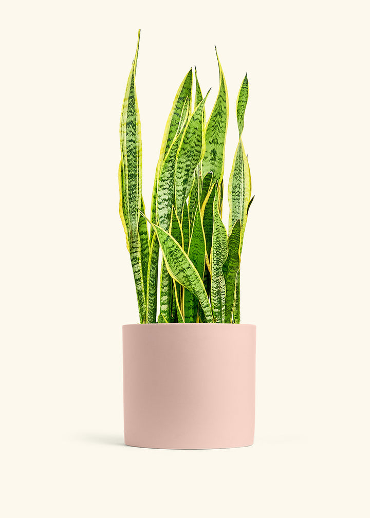 Snake Plant Laurentii in a 10 inches Pink Classic Cylinder Planter 