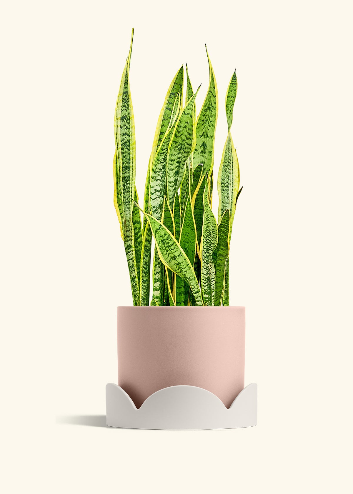 Snake Plant Laurentii in a 10 inches Pink Classic Cylinder Planter in a Oat Petal Drip Tray