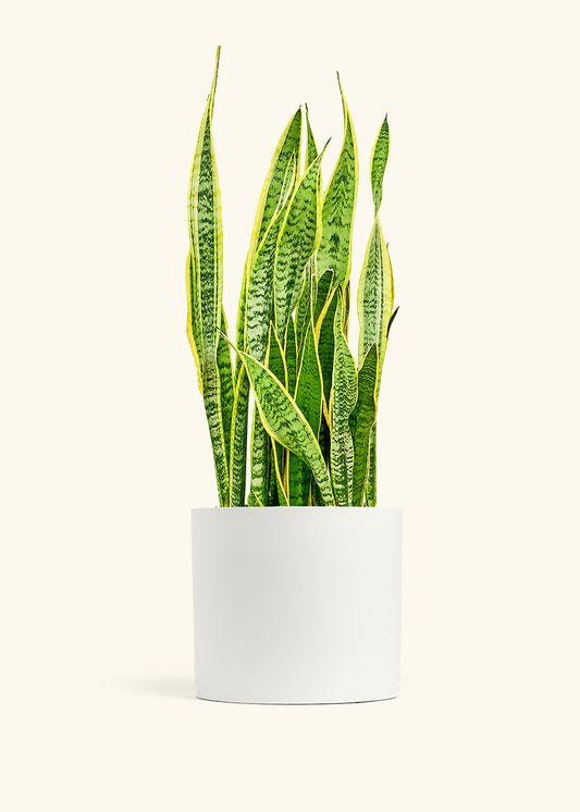 Snake Plant Laurentii in a 10 inches White Classic Cylinder Planter 