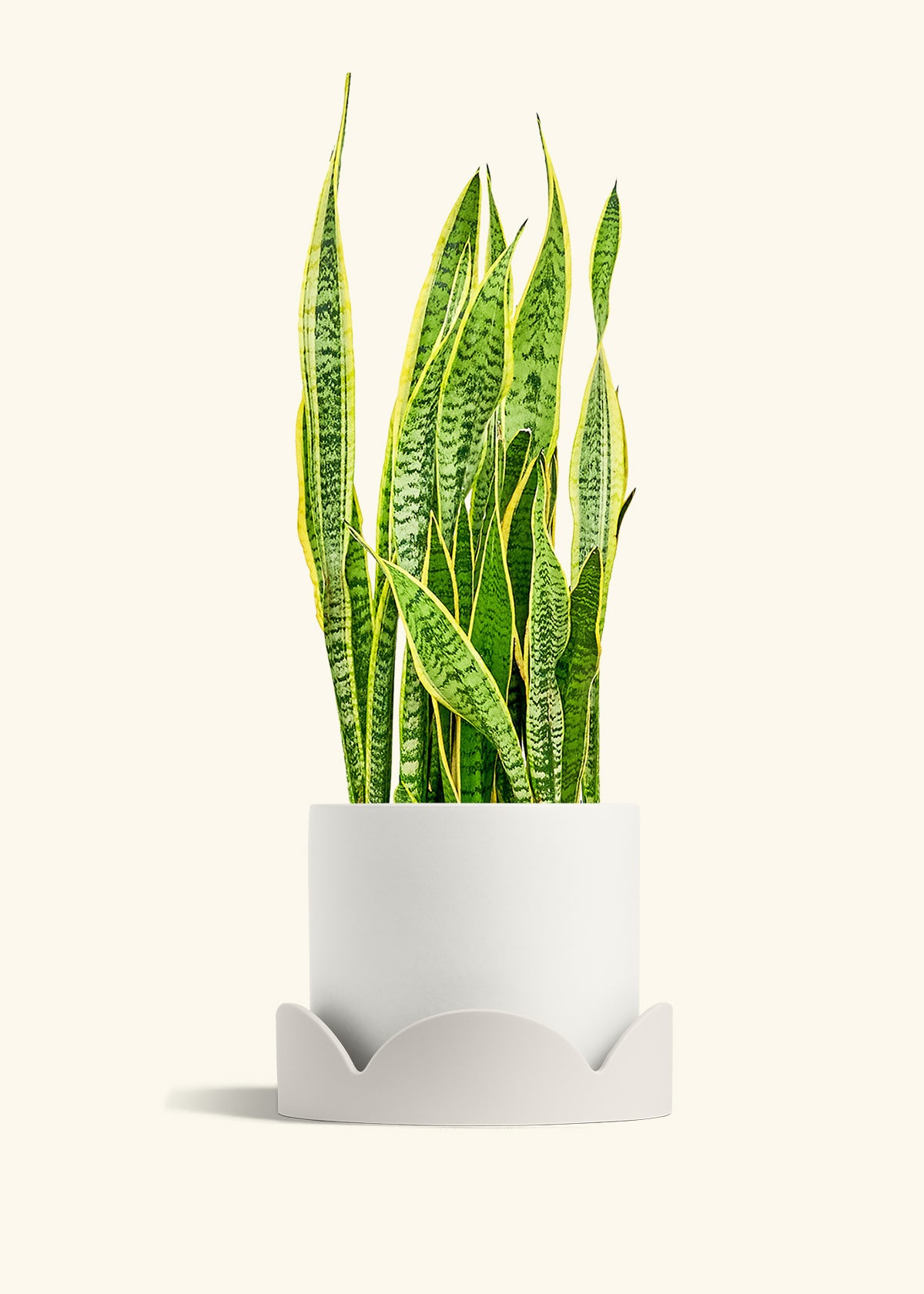 Snake Plant Laurentii in a 10 inches White Classic Cylinder Planter in a Oat Petal Drip Tray