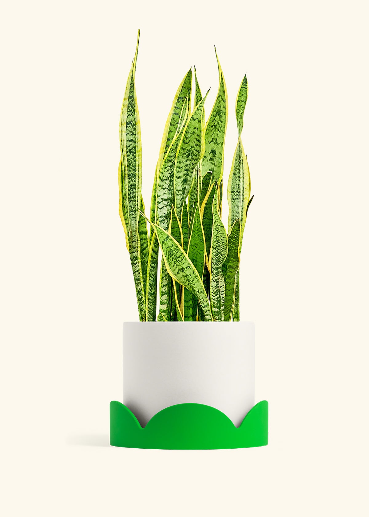 Snake Plant Laurentii in a 10 inches White Classic Cylinder Planter in a Shamrock Petal Drip Tray