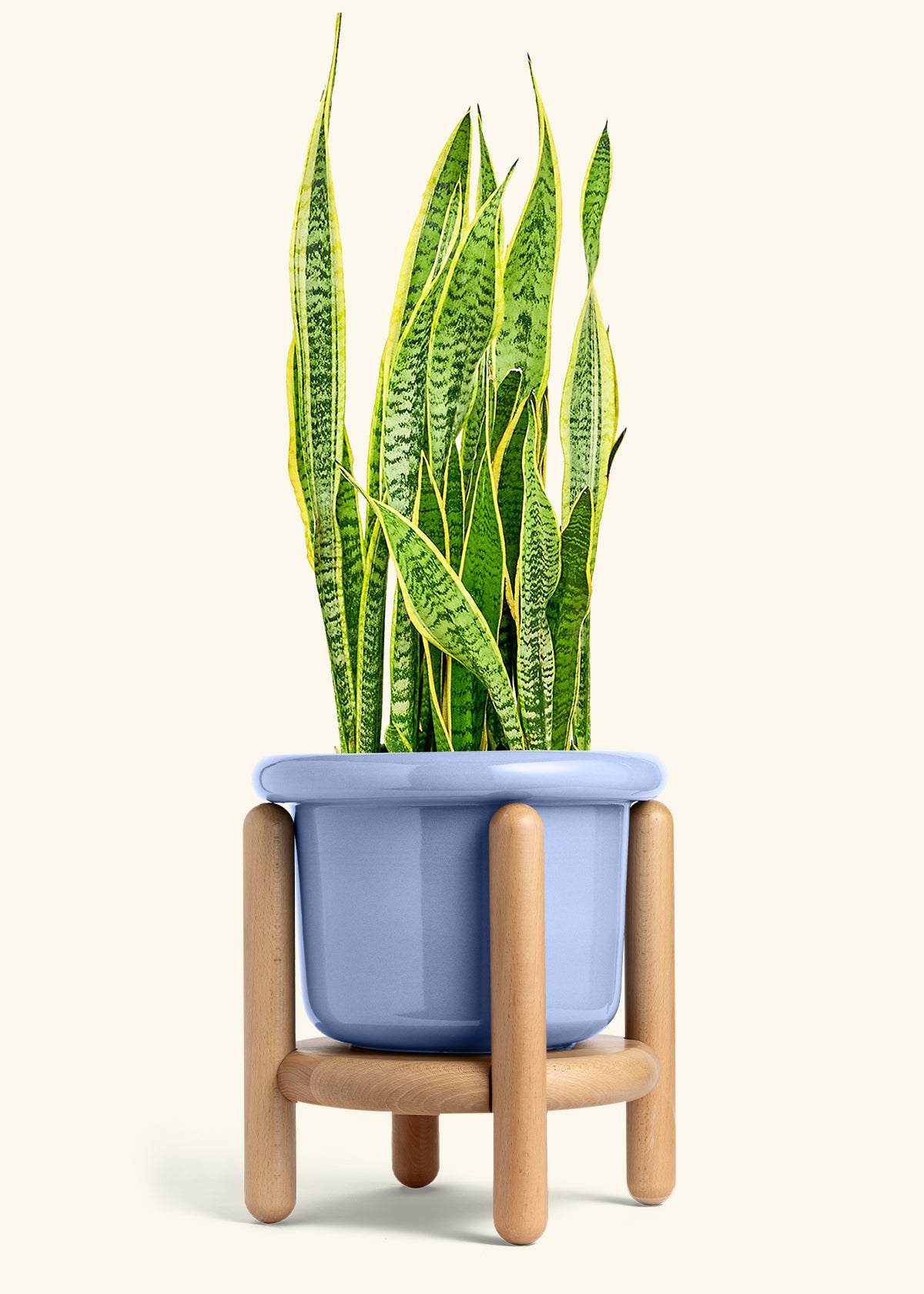 Snake Plant Laurentii in a 10 inches Fat Lip Blue Planter in a Beech Wood Stand