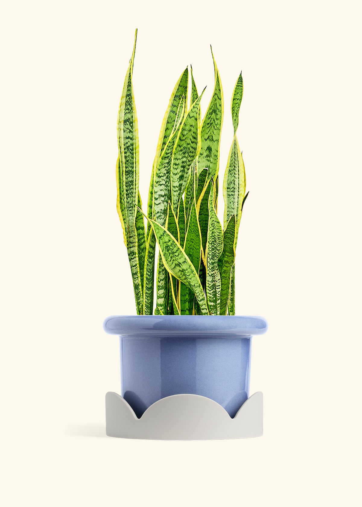 Snake Plant Laurentii in a 10 inches Fat Lip Blue Planter in a Oat Petal Drip Tray