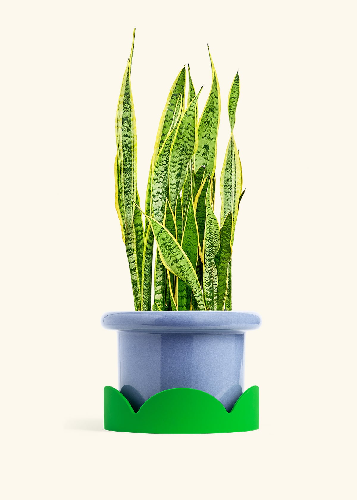 Snake Plant Laurentii in a 10 inches Fat Lip Blue Planter in a Shamrock Petal Drip Tray