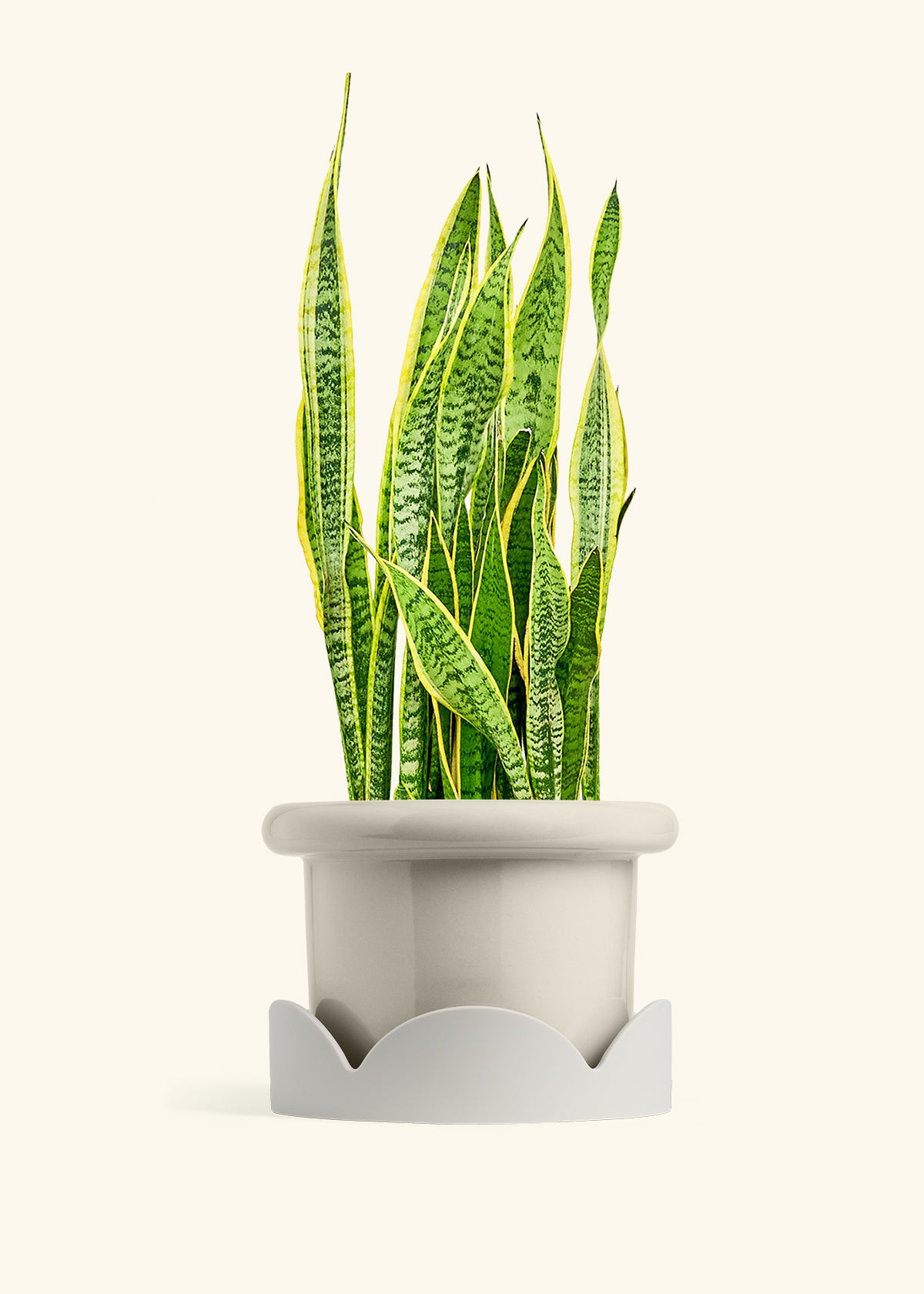 Snake Plant Laurentii in a 10 inches Fat Lip Oat Planter in a Oat Petal Drip Tray