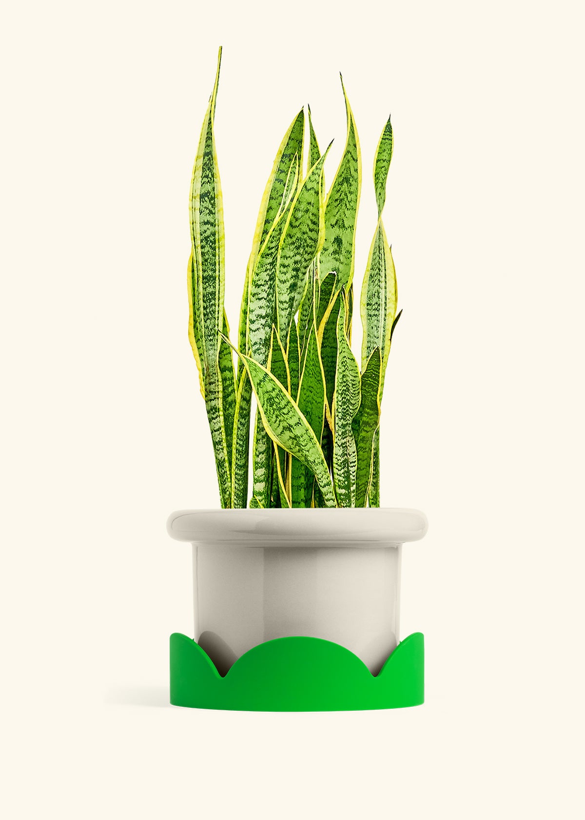 Snake Plant Laurentii in a 10 inches Fat Lip Oat Planter in a Shamrock Petal Drip Tray