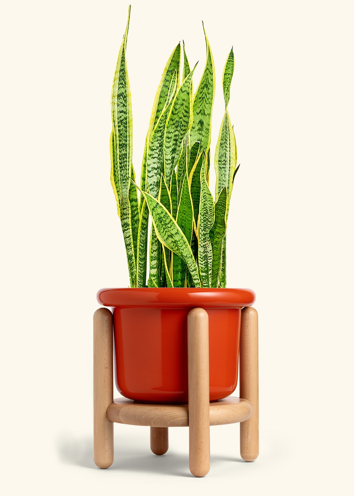 Snake Plant Laurentii in a 10 inches Fat Lip Red Planter in a Beech Wood Stand