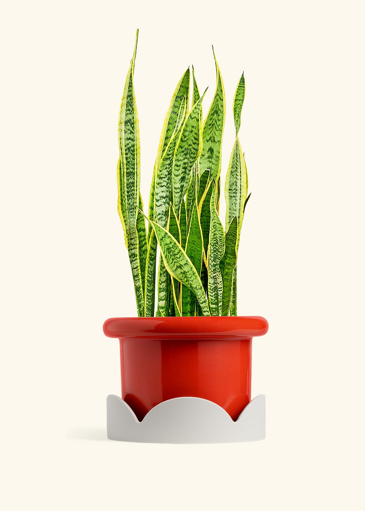 Snake Plant Laurentii in a 10 inches Fat Lip Red Planter in a Oat Petal Drip Tray