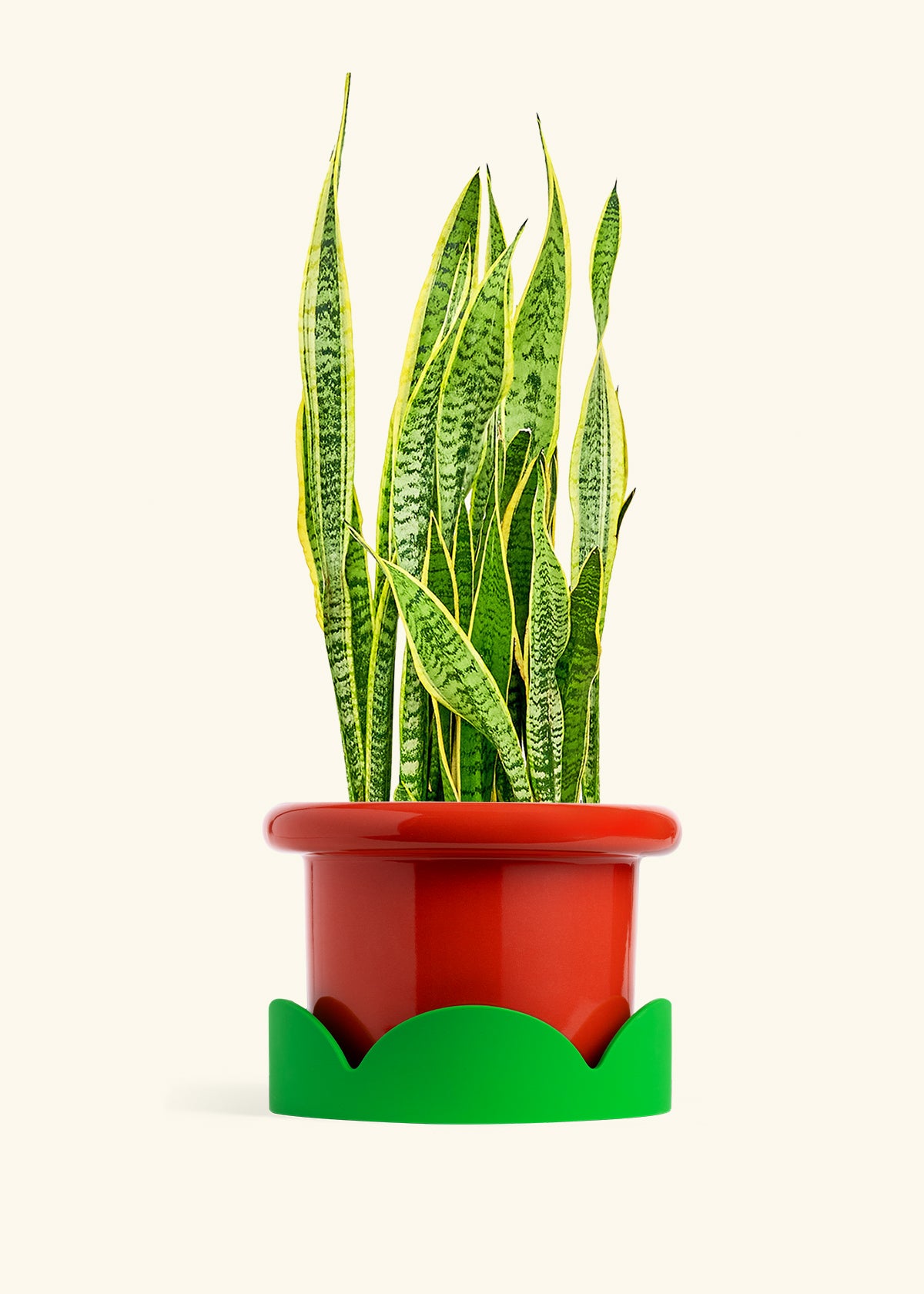 Snake Plant Laurentii in a 10 inches Fat Lip Red Planter in a Shamrock Petal Drip Tray