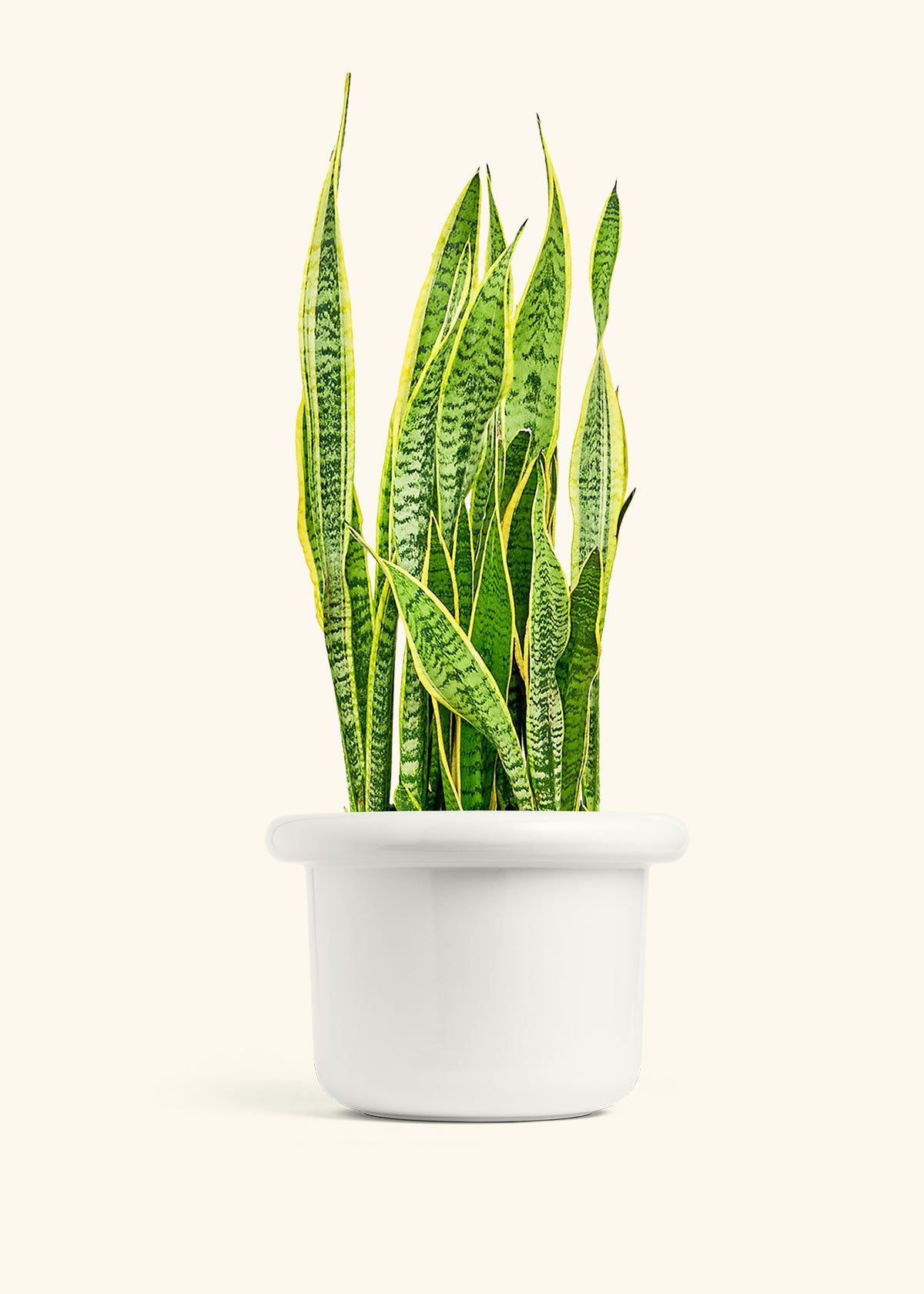 Snake Plant Laurentii in a 10 inches Fat Lip White Planter 