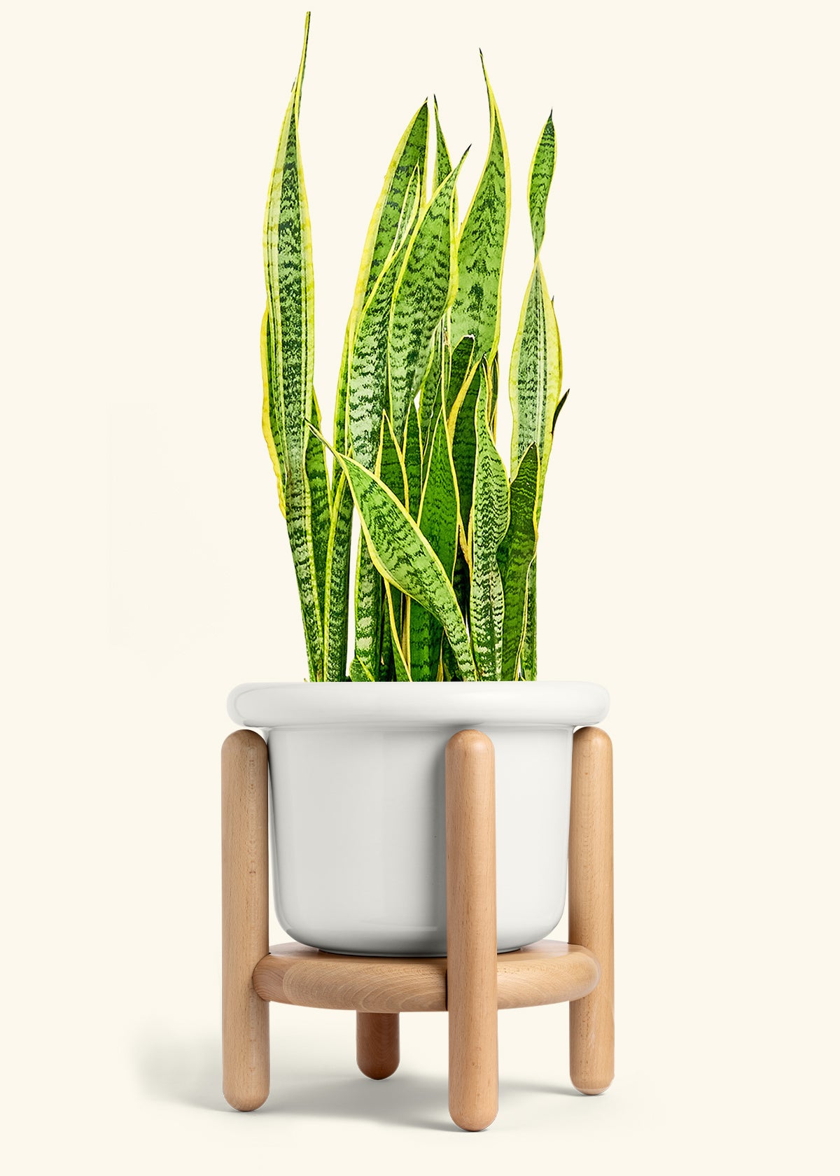 Snake Plant Laurentii in a 10 inches Fat Lip White Planter in a Beech Wood Stand