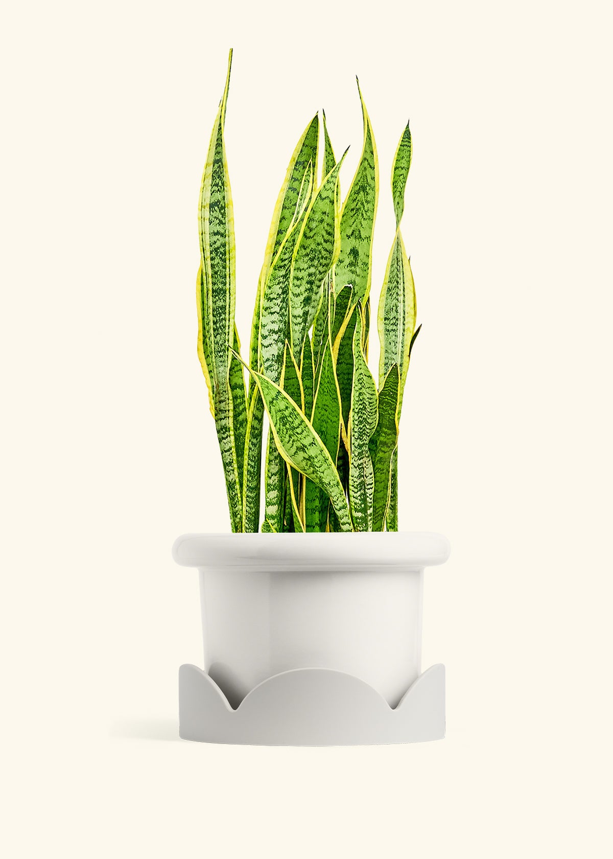 Snake Plant Laurentii in a 10 inches Fat Lip White Planter in a Oat Petal Drip Tray