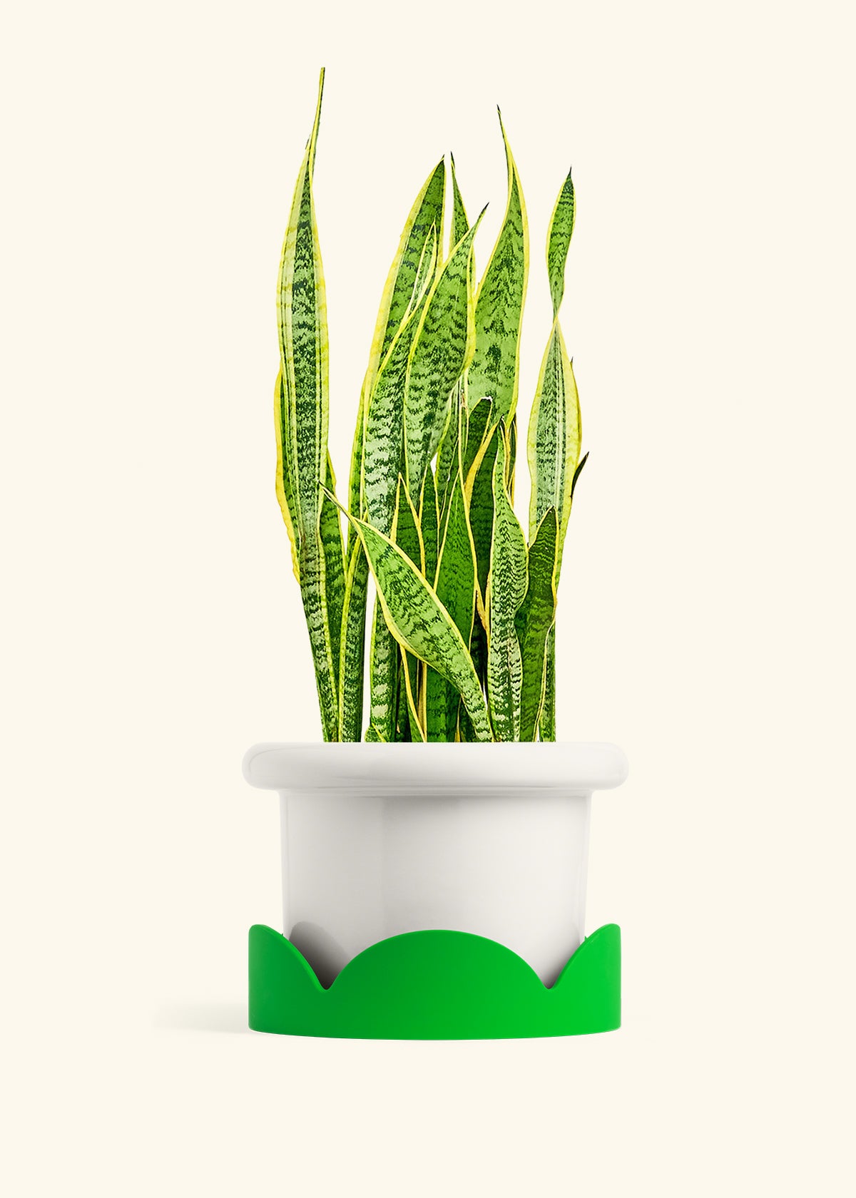 Snake Plant Laurentii in a 10 inches Fat Lip White Planter in a Shamrock Petal Drip Tray