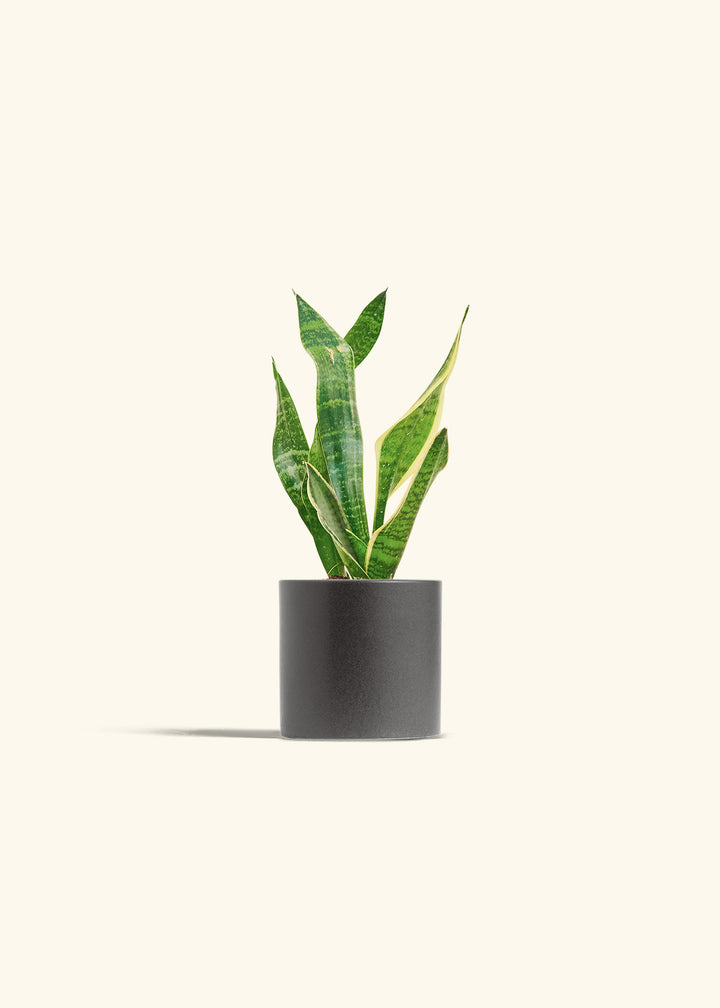 Snake Plant Laurentii in a 4 inches Fat Lip Oat Planter 