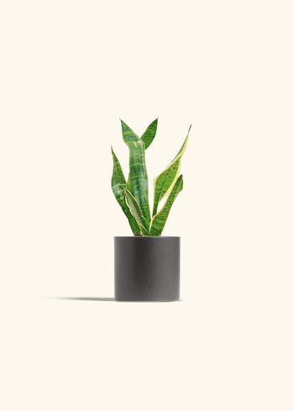 sansevieria seeds for sale Sansevieria Laurentii – Hey Rooted