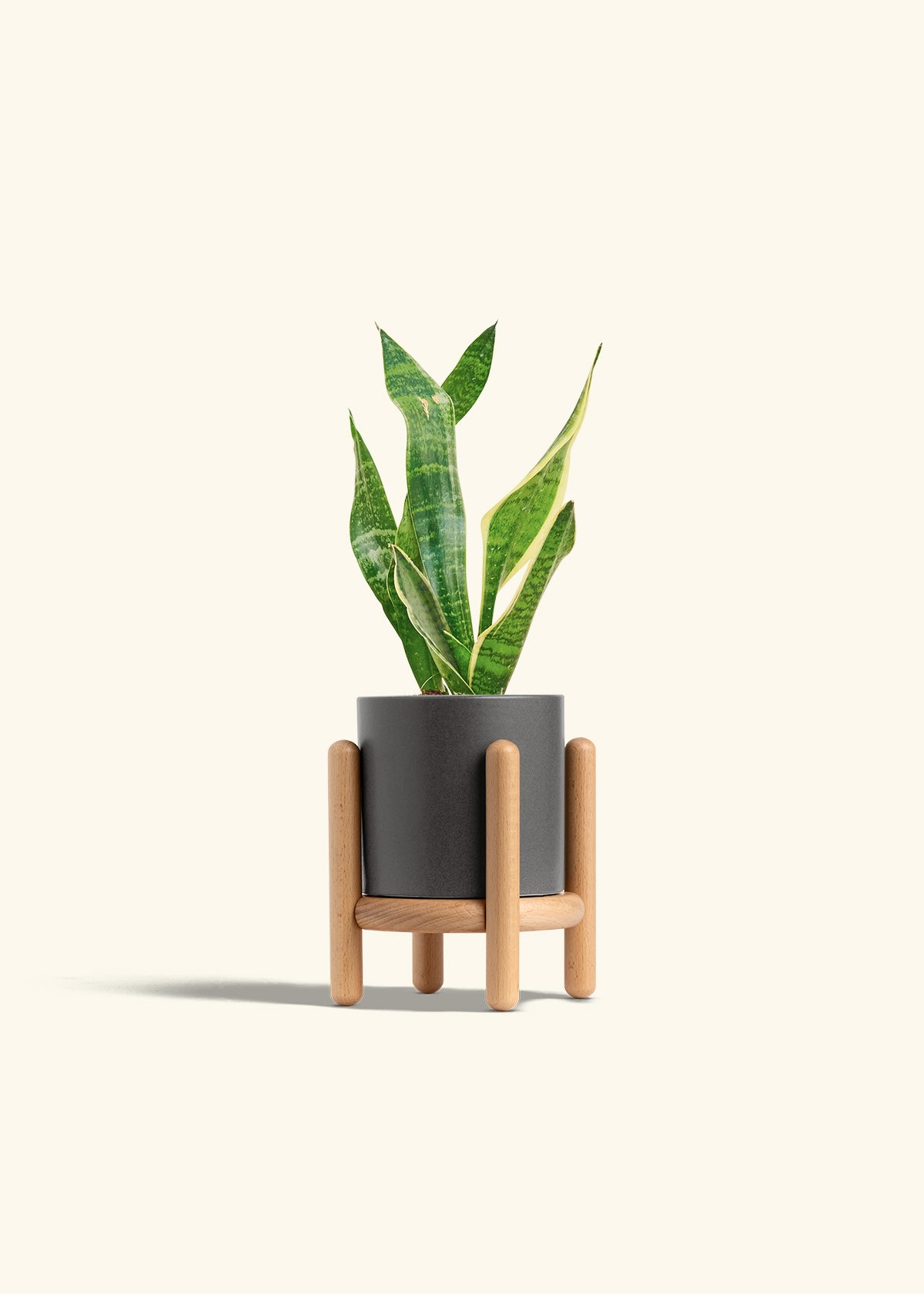 Snake Plant Laurentii in a 4 inches Fat Lip Oat Planter in a Oat Petal Drip Tray