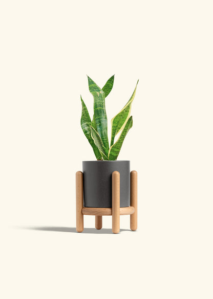 Snake Plant Laurentii in a 4 inches Fat Lip Oat Planter in a Oat Petal Drip Tray