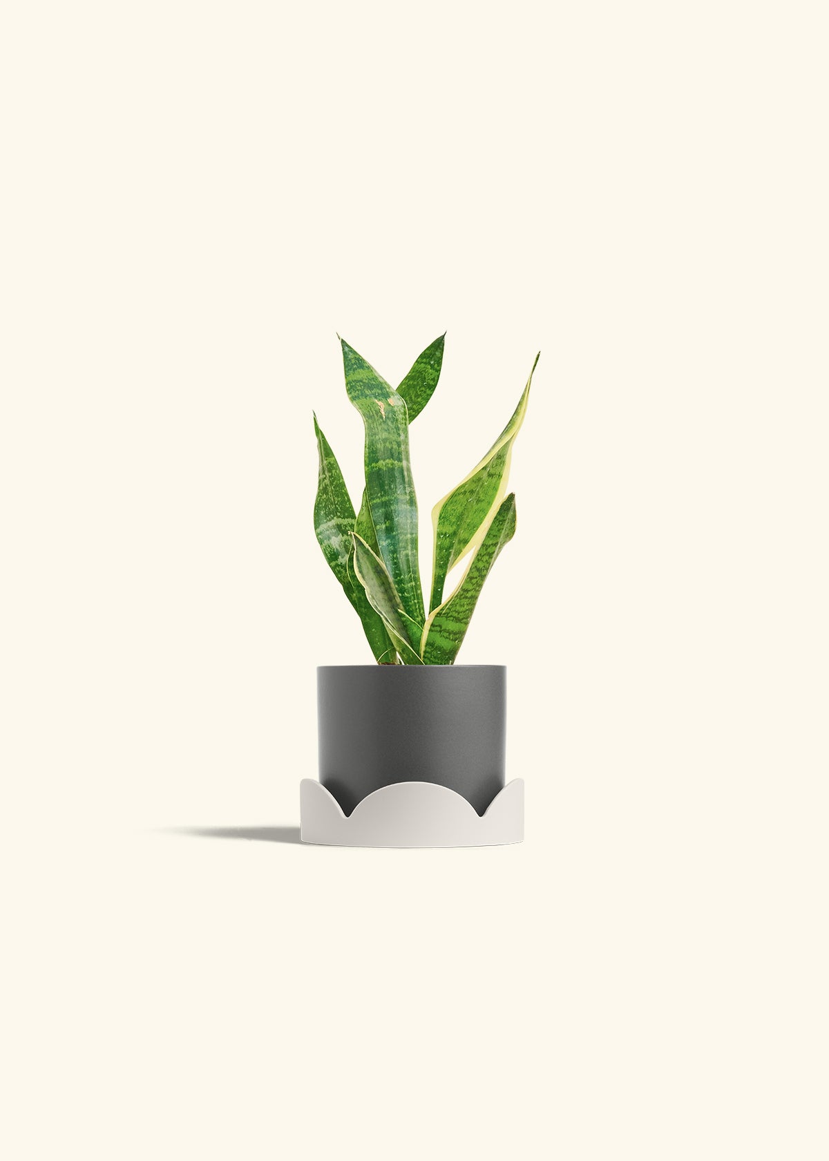 Snake Plant Laurentii in a 4 inches Fat Lip Oat Planter in a Beech Wood Stand