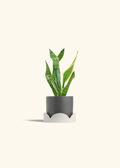 Snake Plant Laurentii in a 4 inches Fat Lip Oat Planter in a Beech Wood Stand