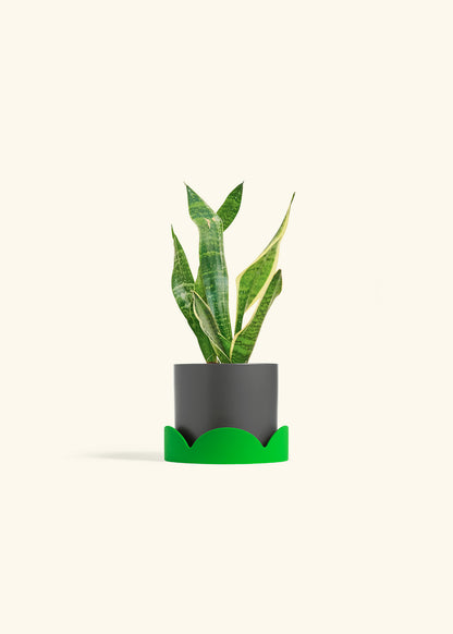 Snake Plant Laurentii in a 4 inches Fat Lip Oat Planter in a Shamrock Petal Drip Tray